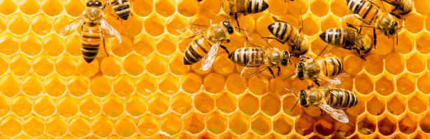 Tot-Time: Buzz Buzz Bees
